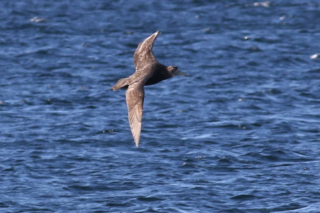 Southern Giant-Petrel - ML143867871