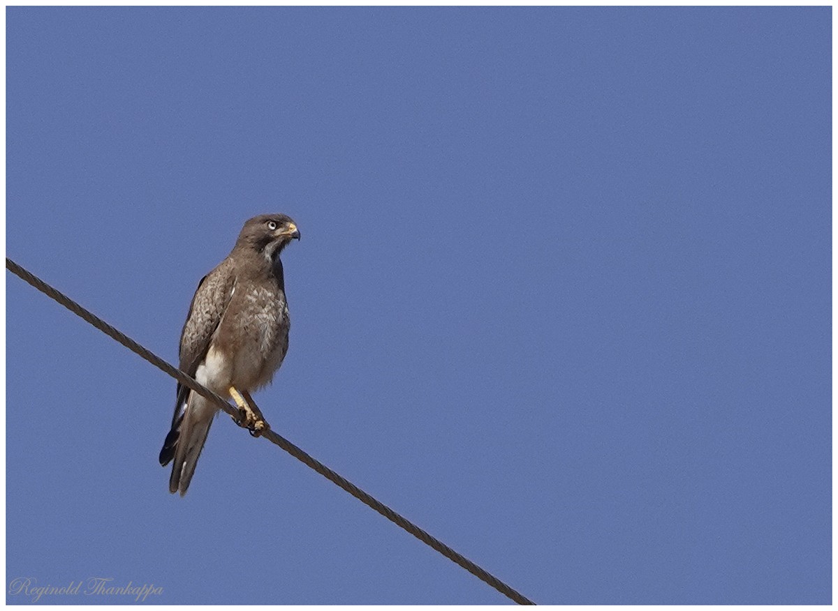 White-eyed Buzzard - ML143869801