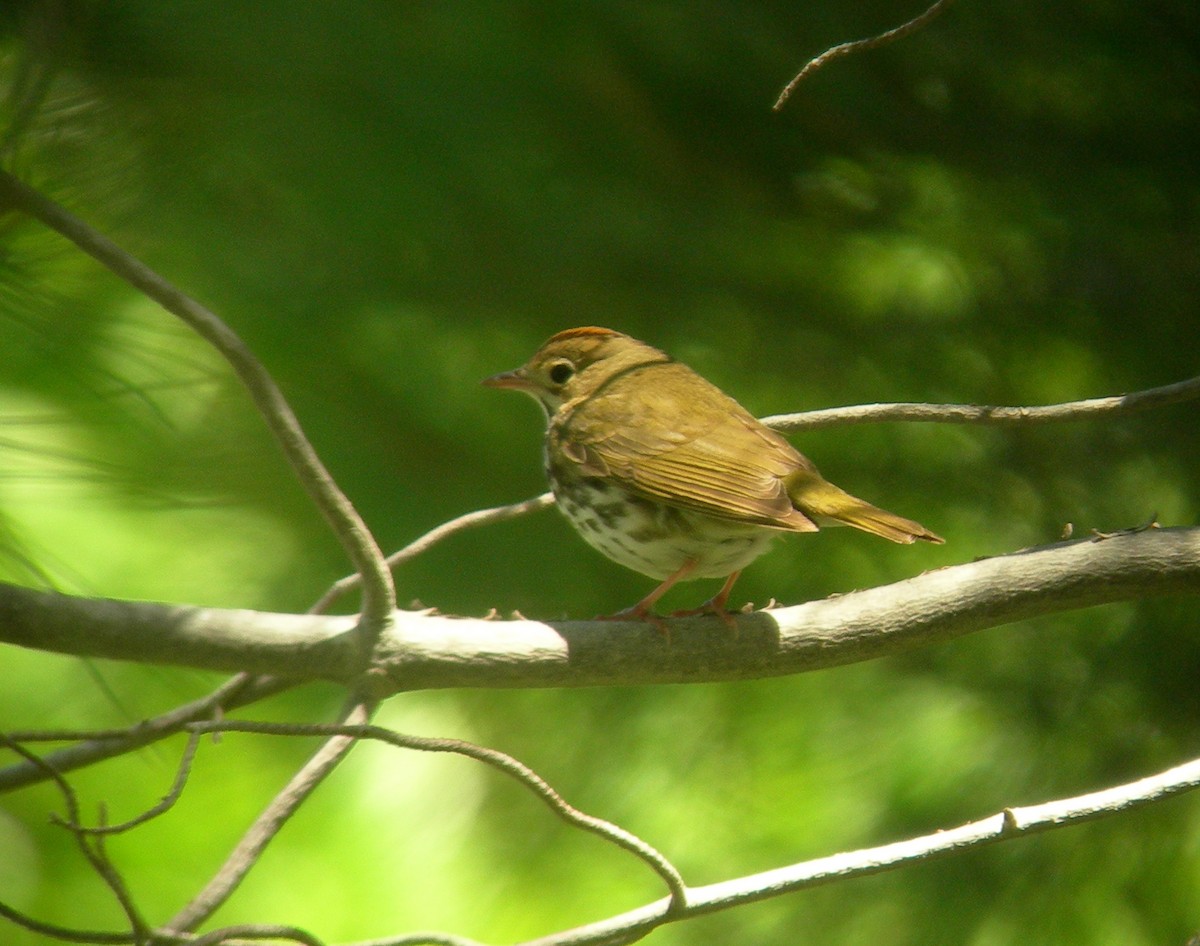 Paruline couronnée - ML143869821