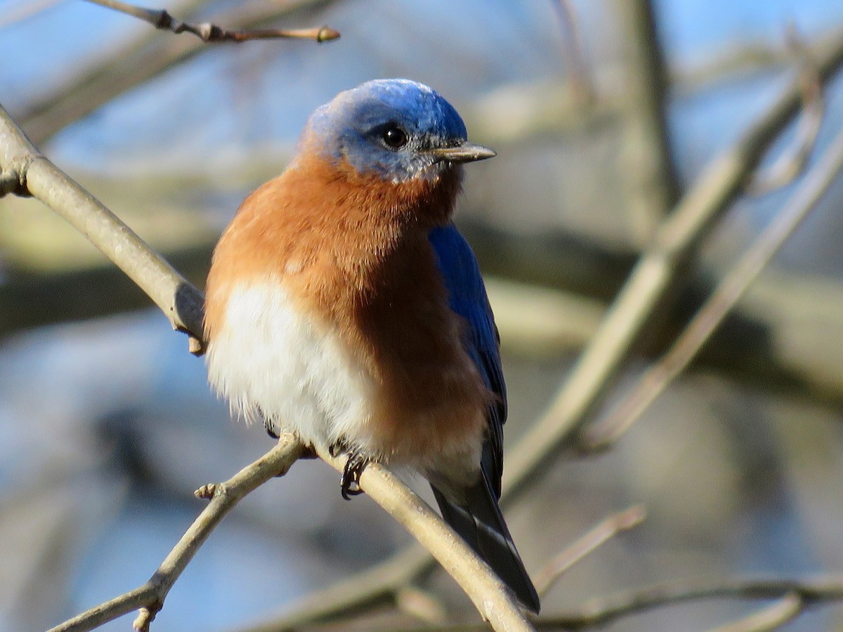 Eastern Bluebird - michele ramsey