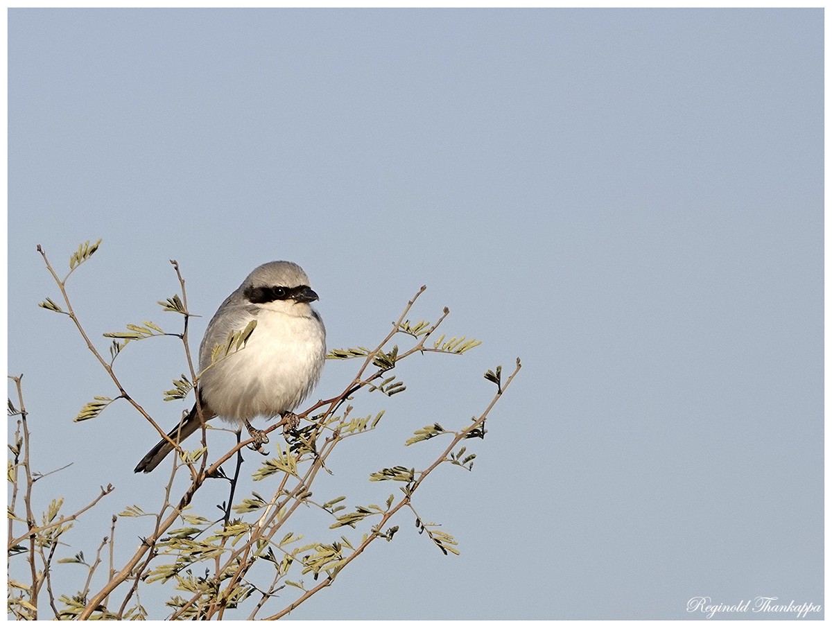 Great Gray Shrike (Indian) - ML143870051