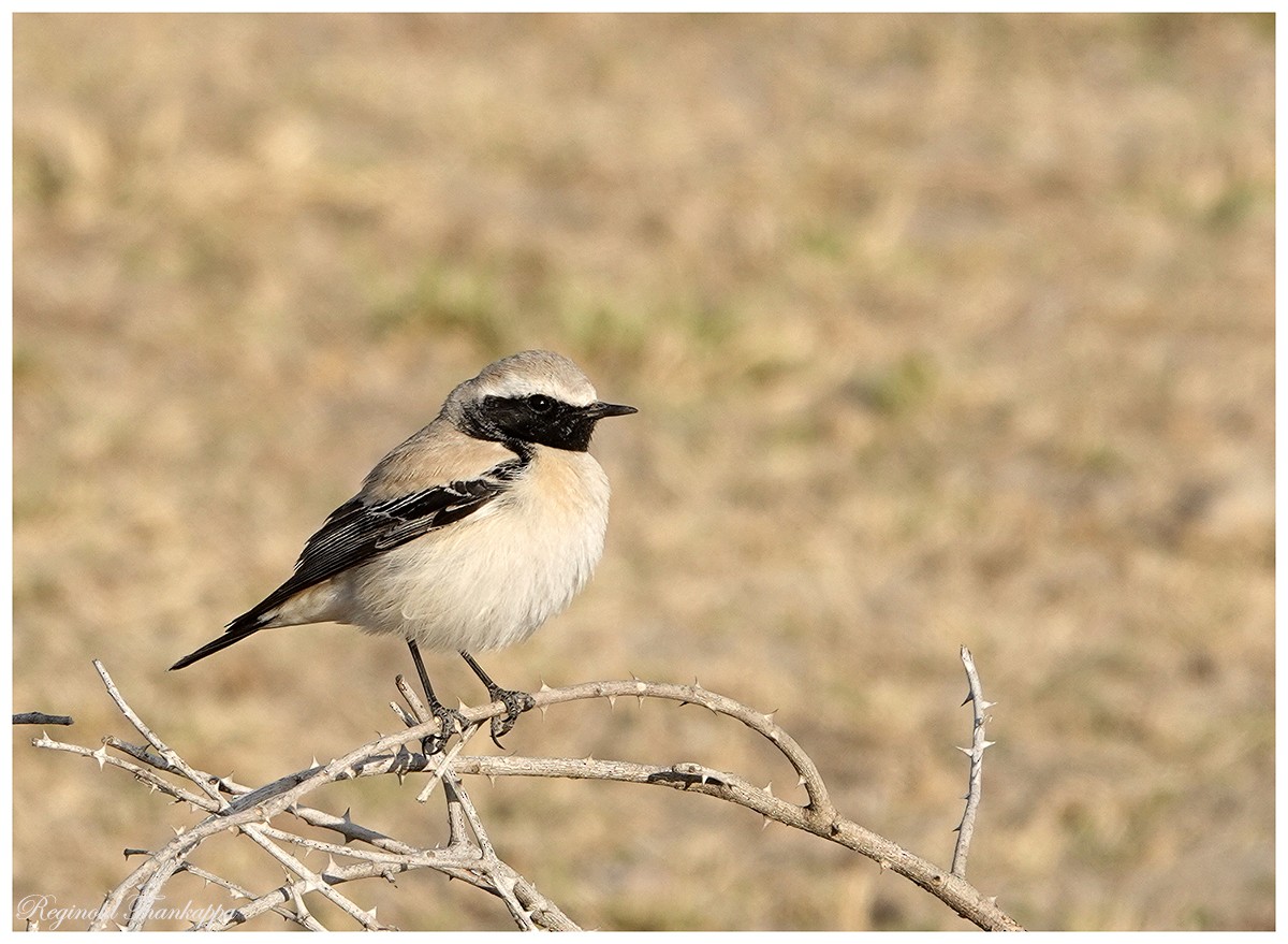 Desert Wheatear - ML143870291