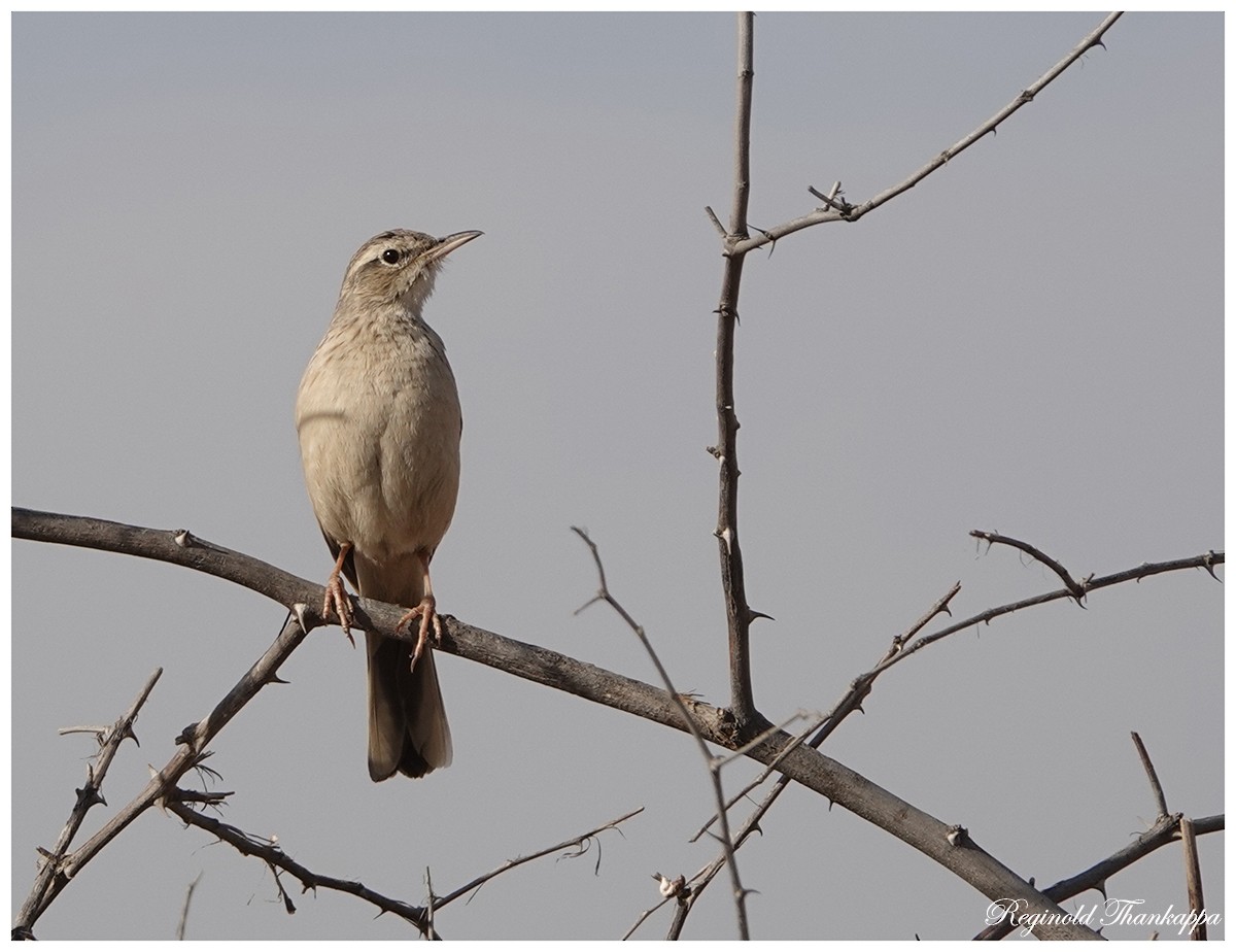 Long-billed Pipit - ML143870331