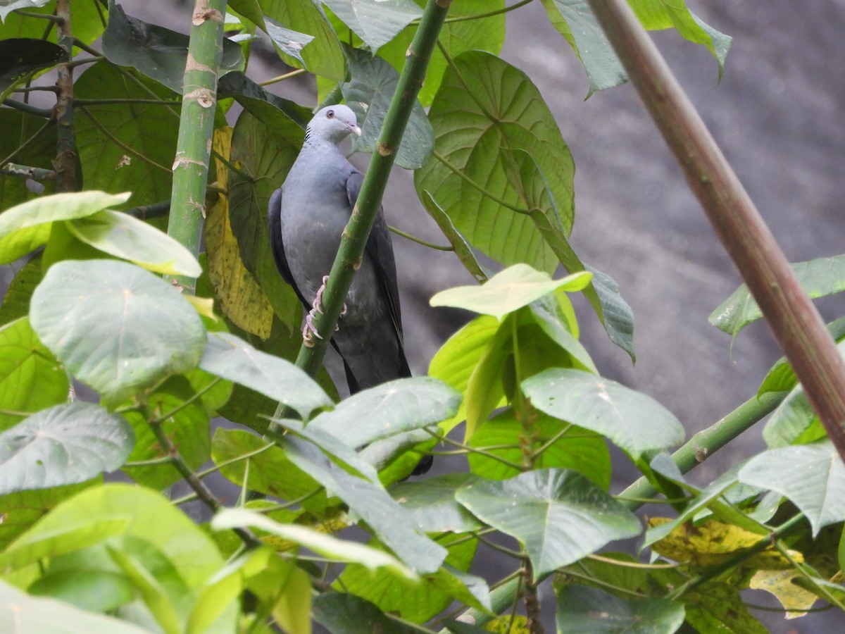 Nilgiri Wood-Pigeon - krishnakumar K Iyer