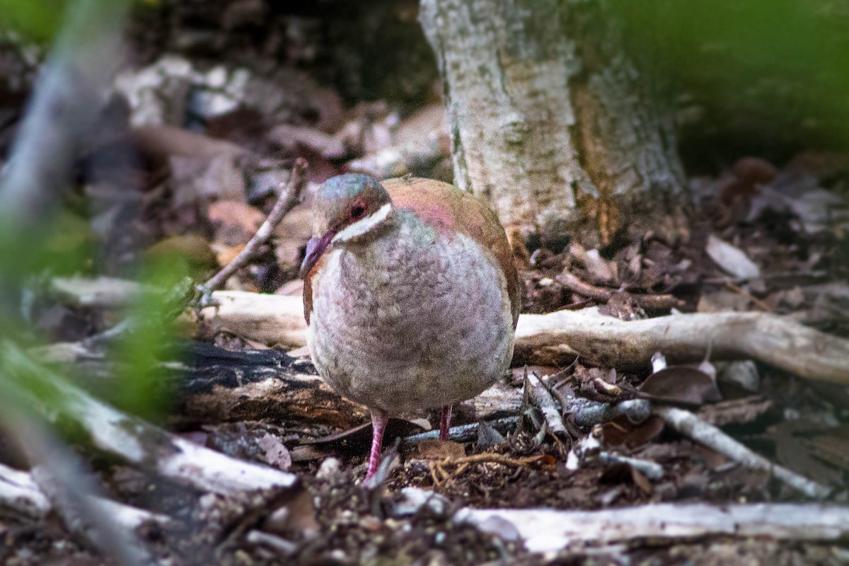 Key West Quail-Dove - ML143870871