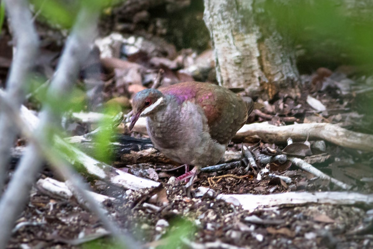 Key West Quail-Dove - ML143870881