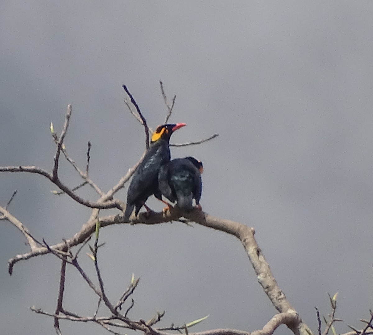 Southern Hill Myna - ML143871551