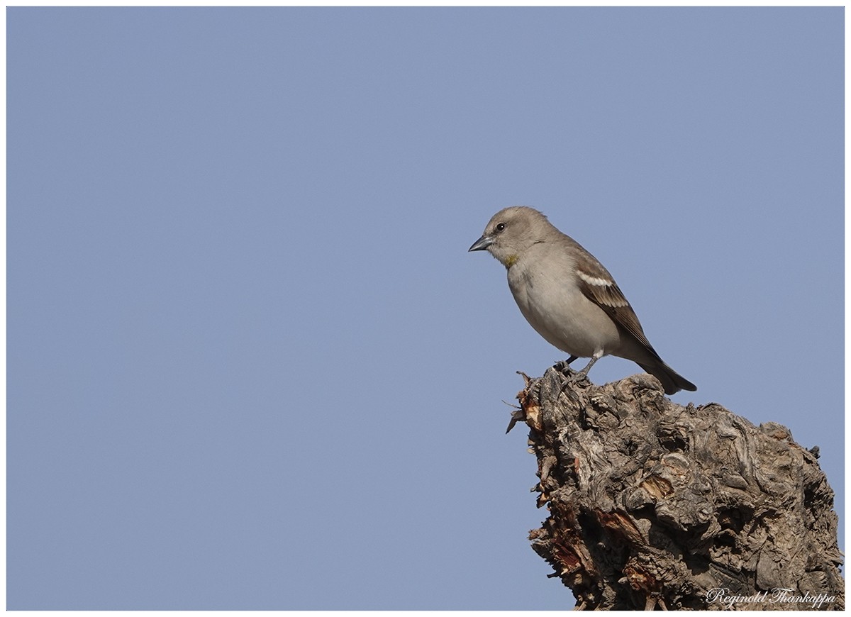 Yellow-throated Sparrow - ML143871881