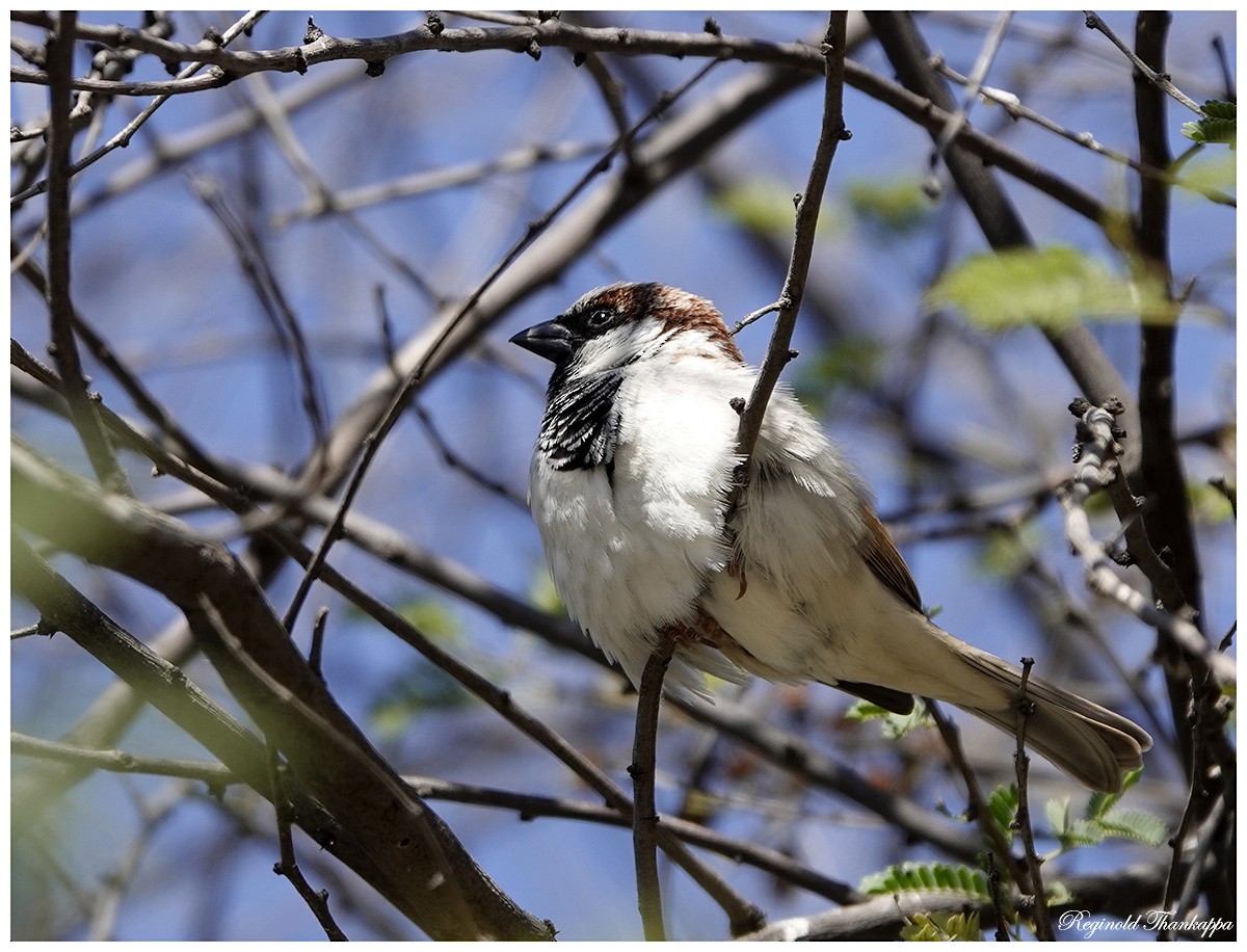 House Sparrow - ML143872621