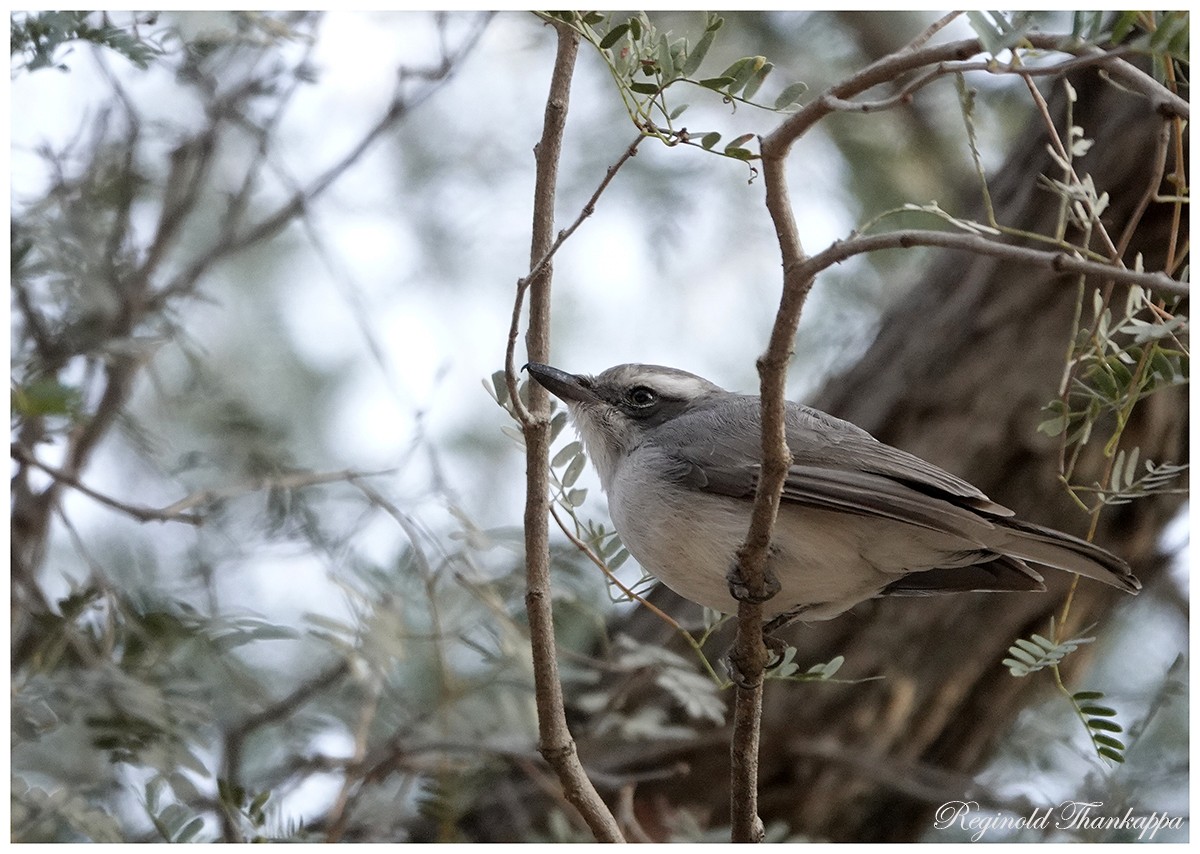 Common Woodshrike - ML143873111