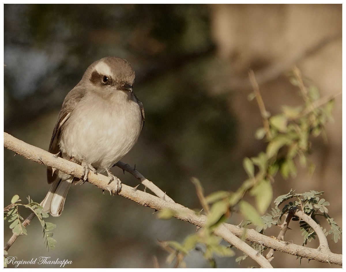 Common Woodshrike - ML143873121