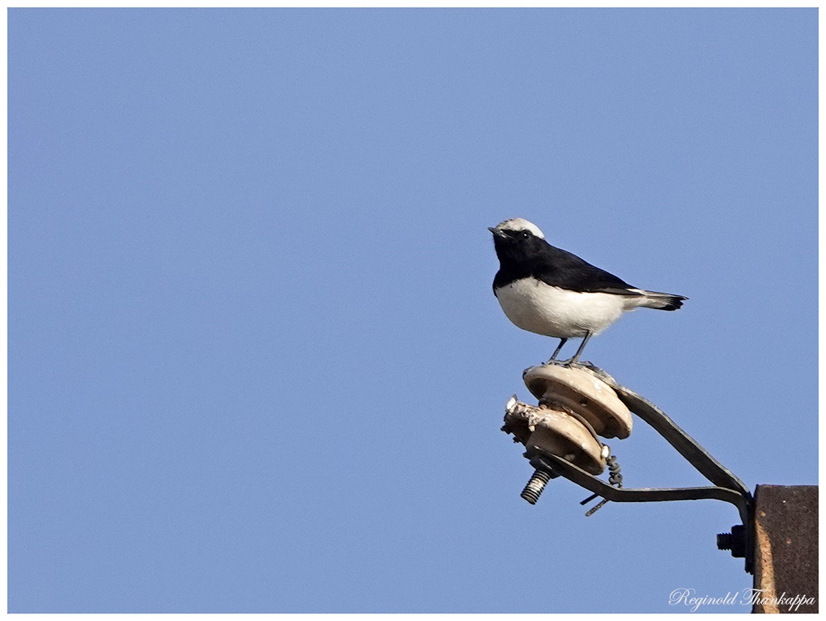 Variable Wheatear - ML143873771