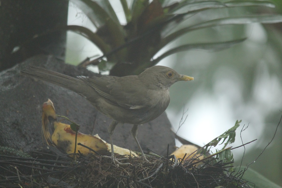 Ecuadorian Thrush - ML143873821