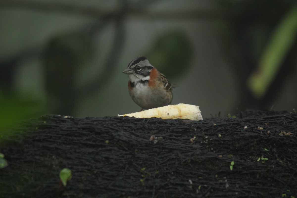 Rufous-collared Sparrow - ML143874201