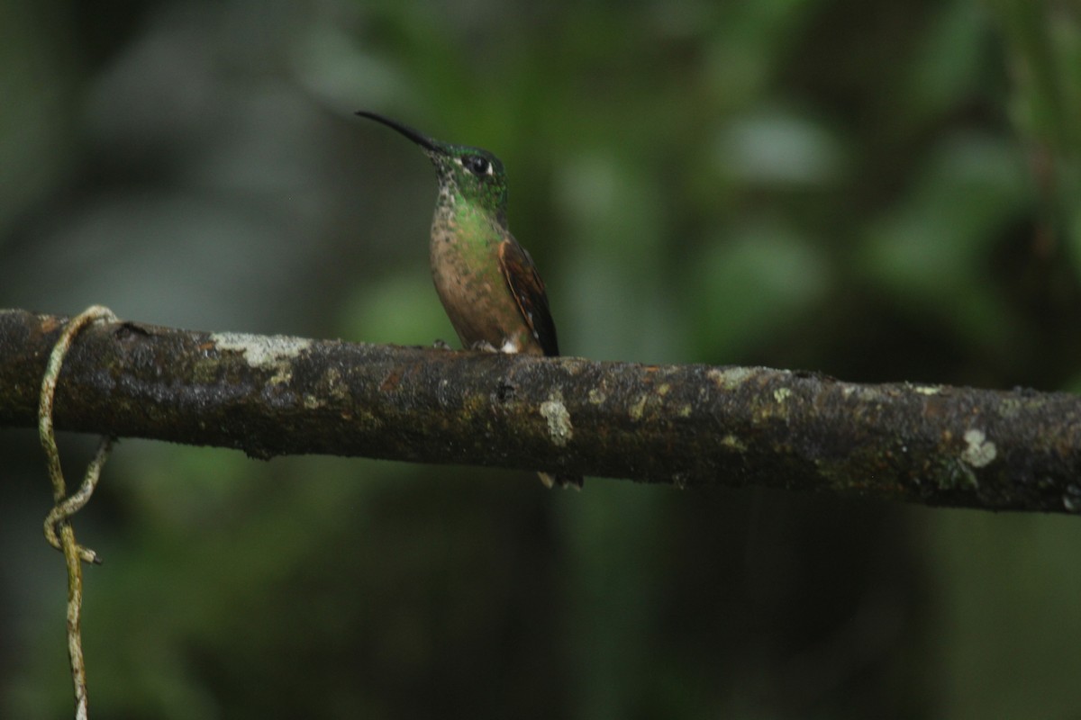 kolibřík hnědobřichý - ML143874401