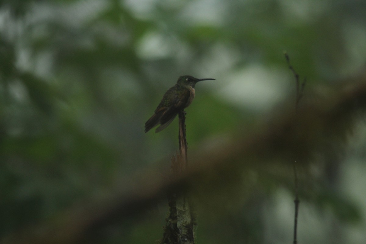 kolibřík hnědobřichý - ML143874451
