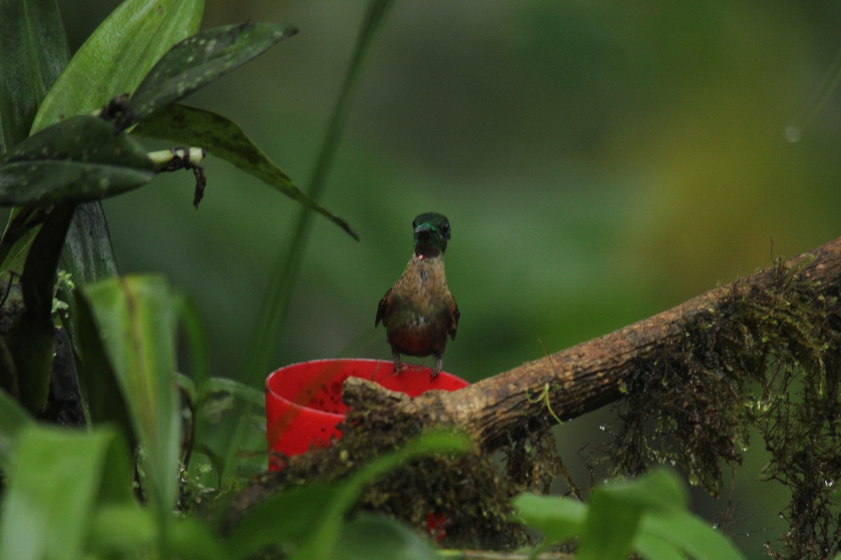 kolibřík hnědobřichý - ML143874461