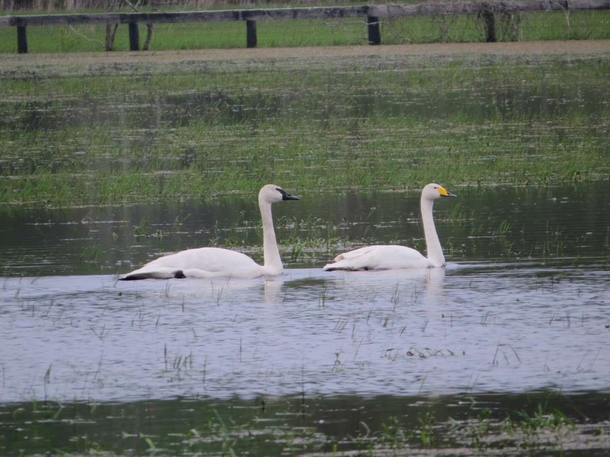 Trumpeter Swan - ML143875081