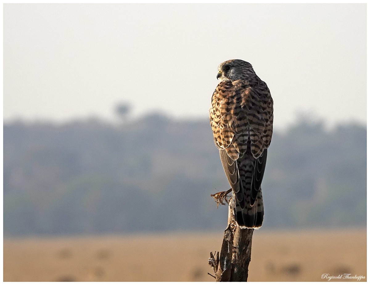 Eurasian Kestrel - ML143875111