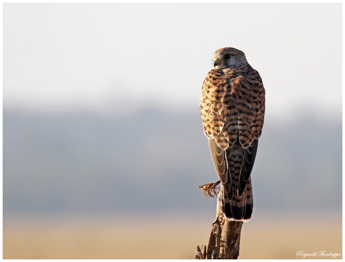 Eurasian Kestrel - ML143875131