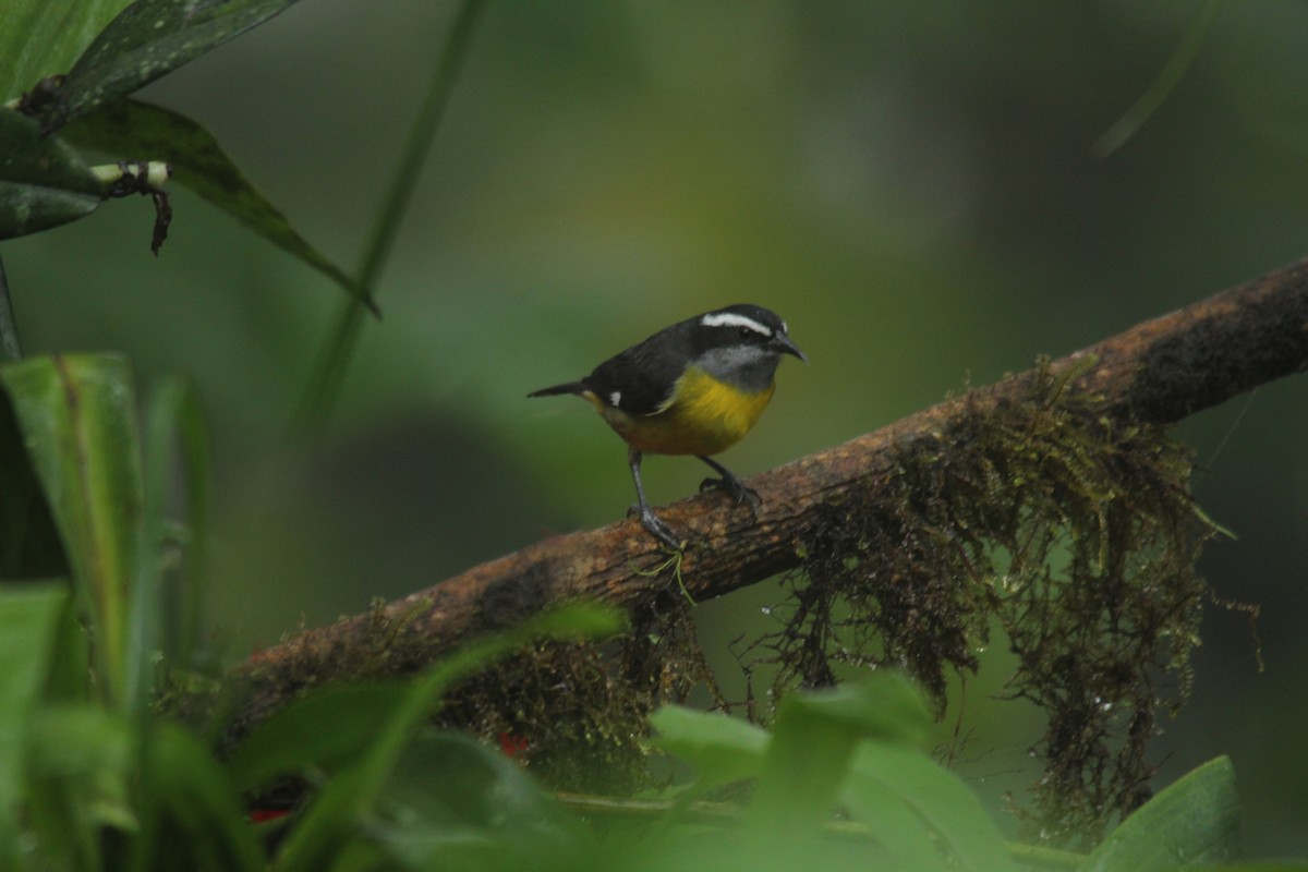 Bananaquit - ML143875571