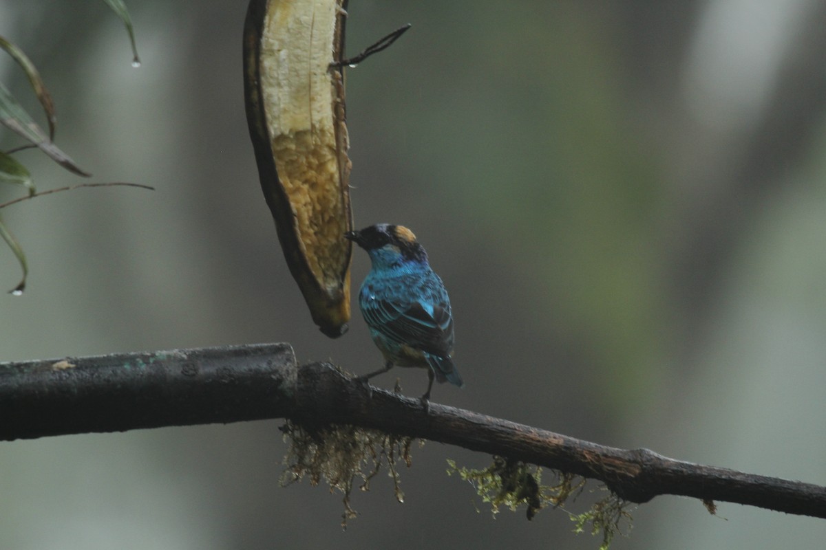 Golden-naped Tanager - carlos vasquez