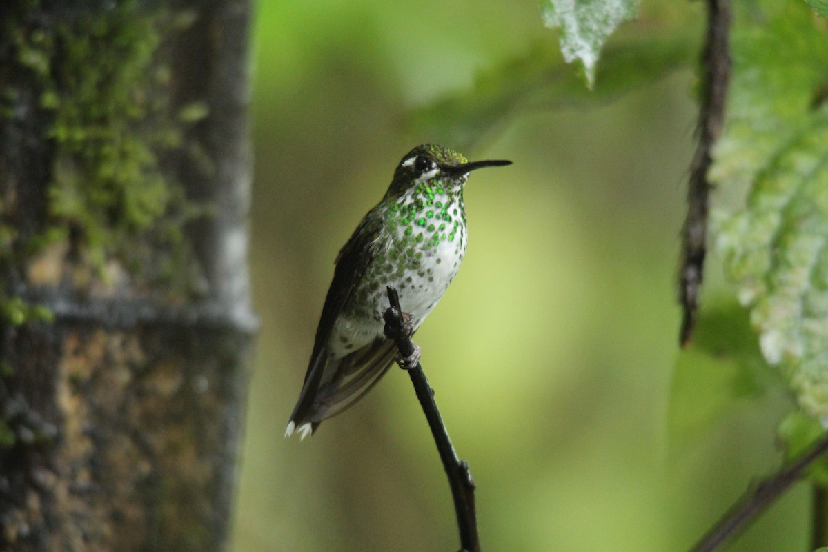 Colibrí Puntiblanco Occidental - ML143875881