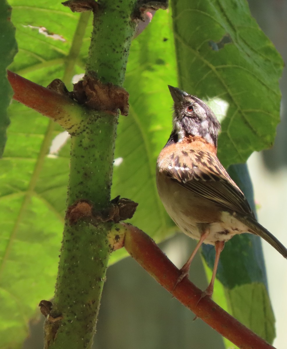 Rufous-collared Sparrow - ML143876601