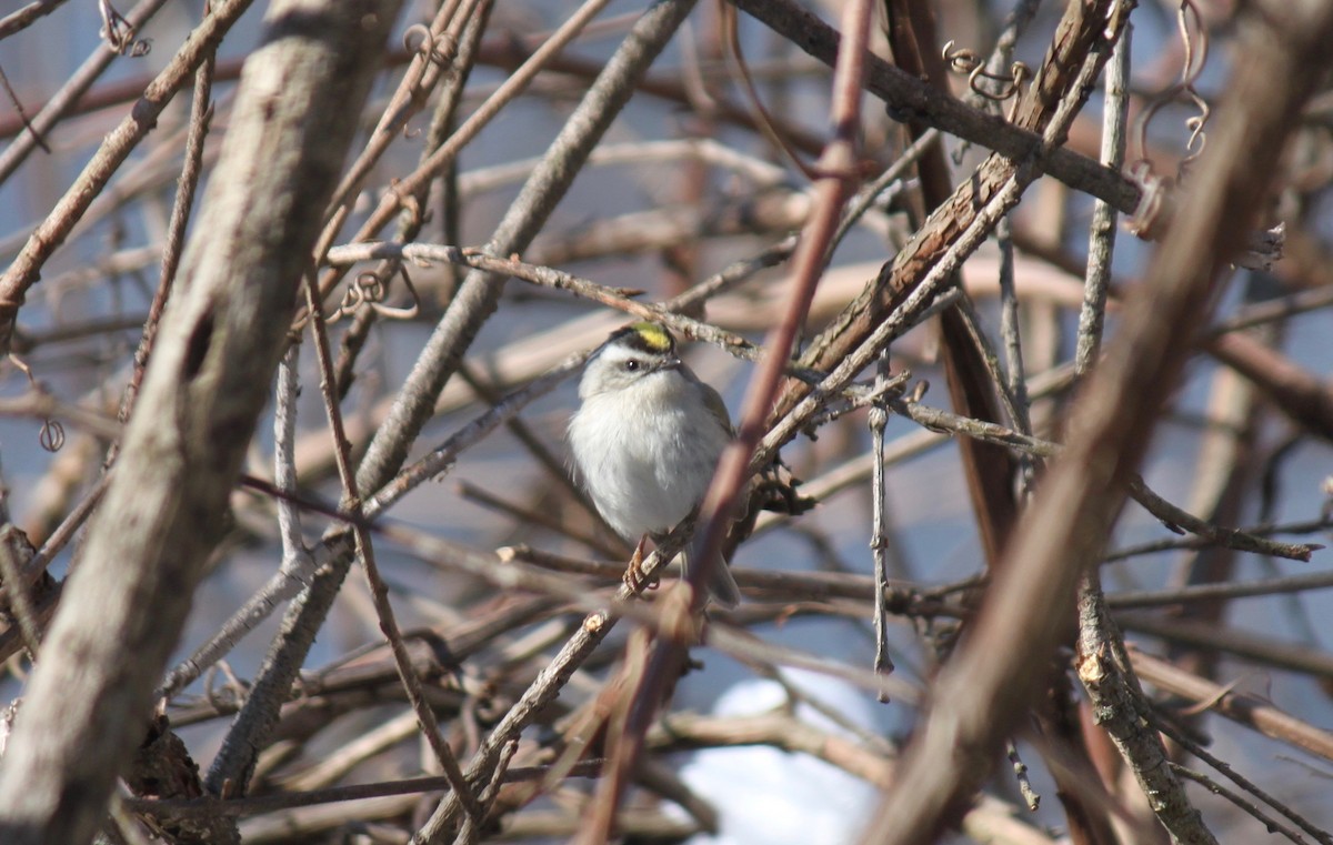 Roitelet à couronne dorée - ML143877291