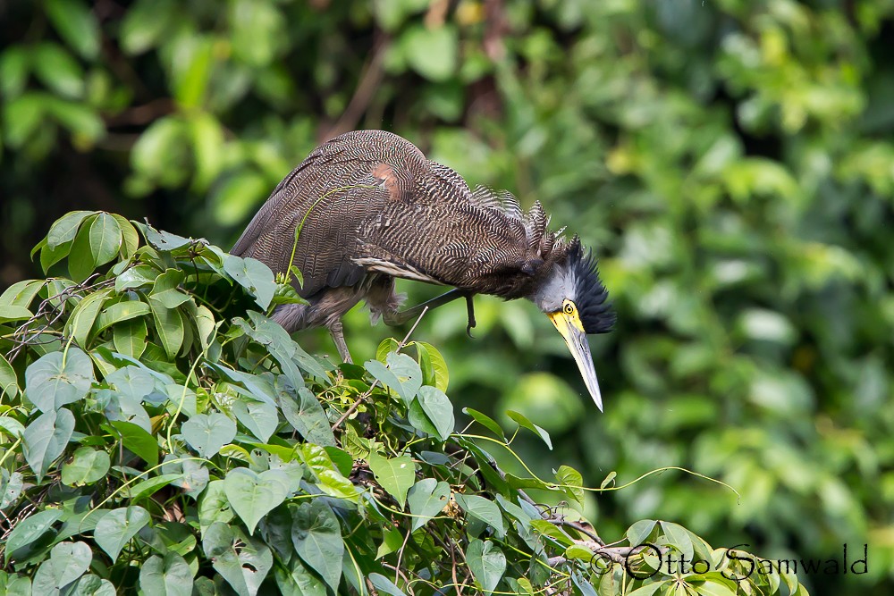 Bare-throated Tiger-Heron - ML143877391