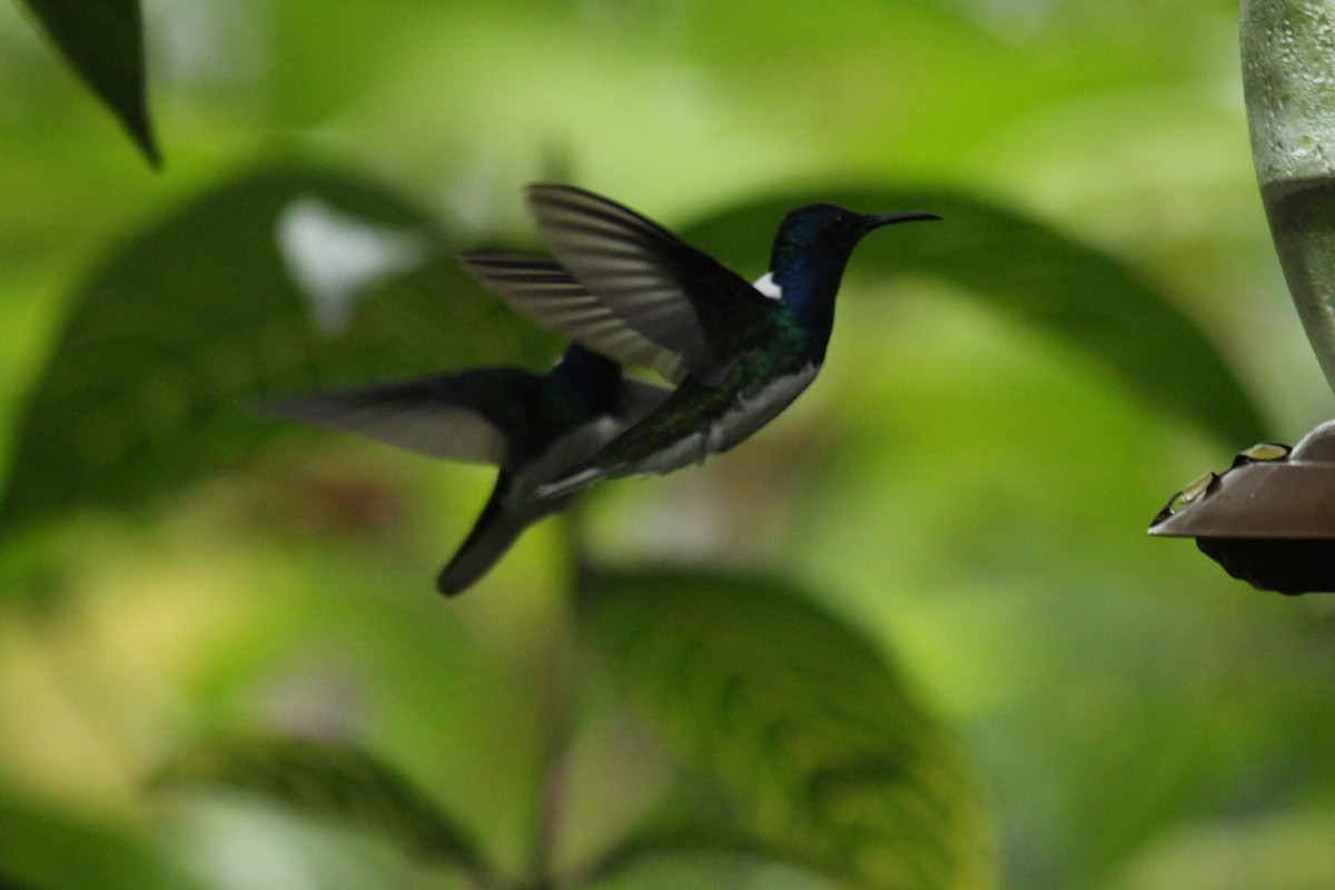 White-necked Jacobin - ML143877701