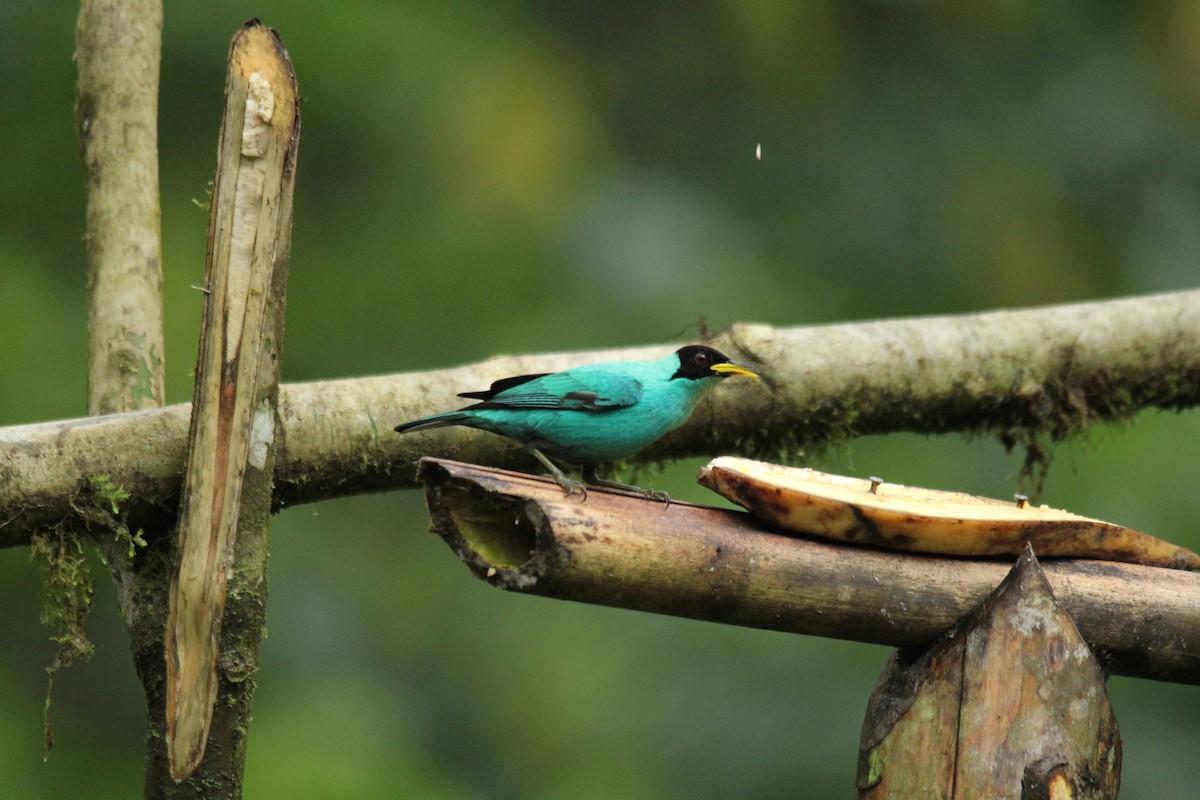 Green Honeycreeper - carlos vasquez