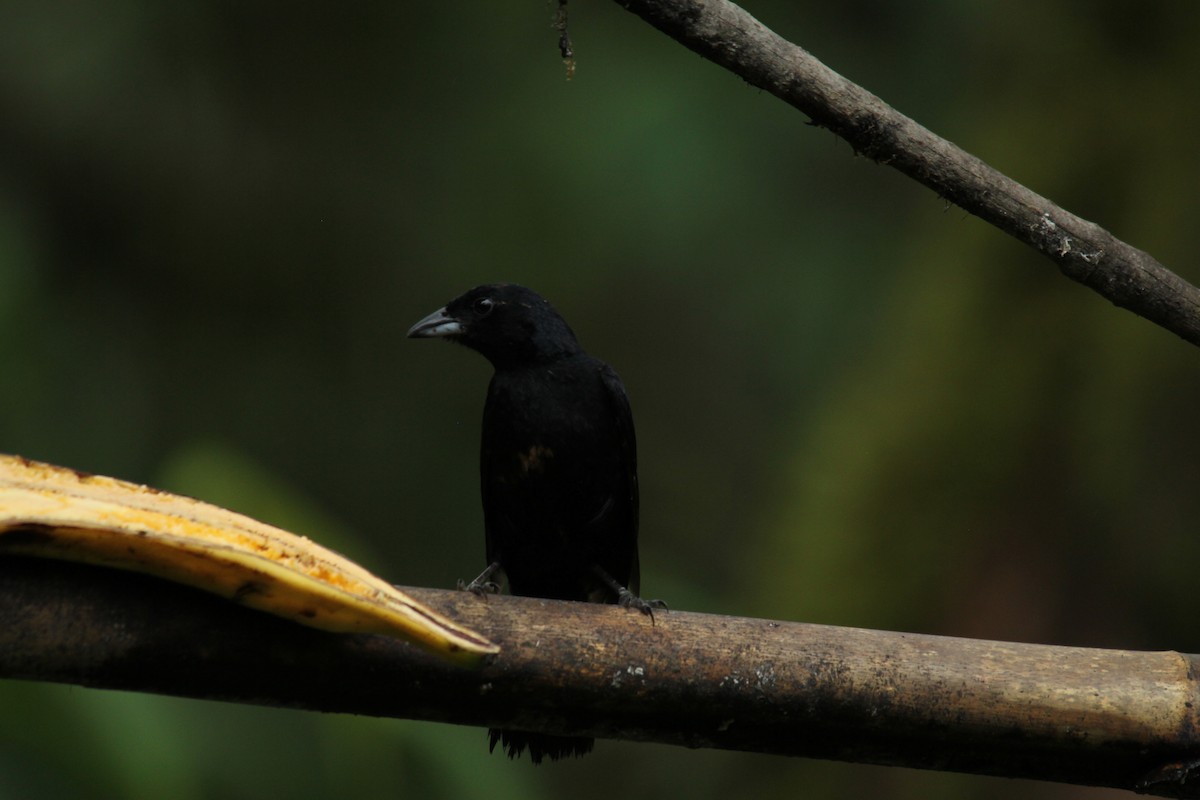 Tangara Negra - ML143878131