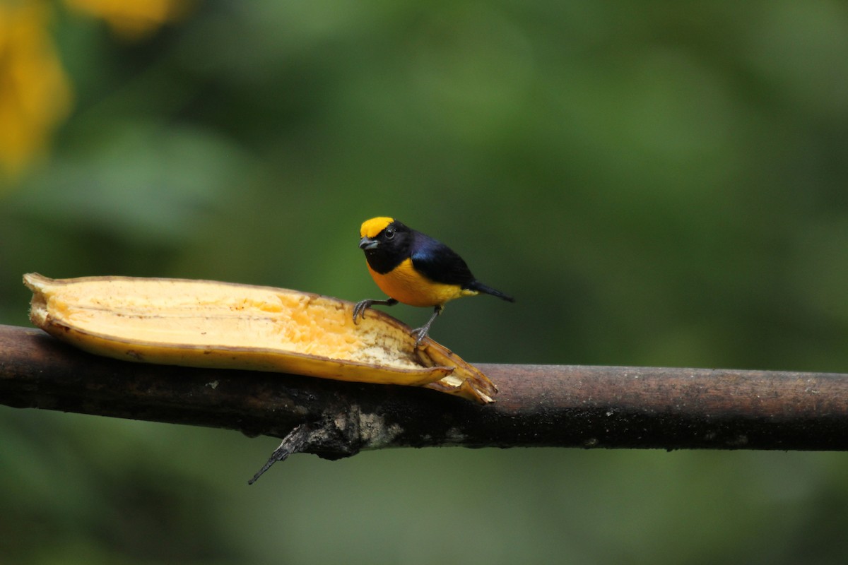 Orange-bellied Euphonia - carlos vasquez