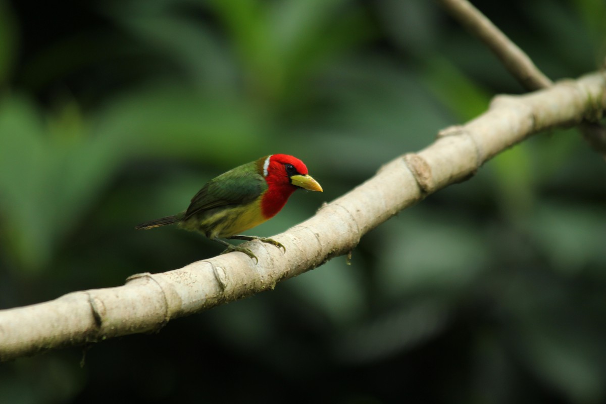 Red-headed Barbet - ML143878531