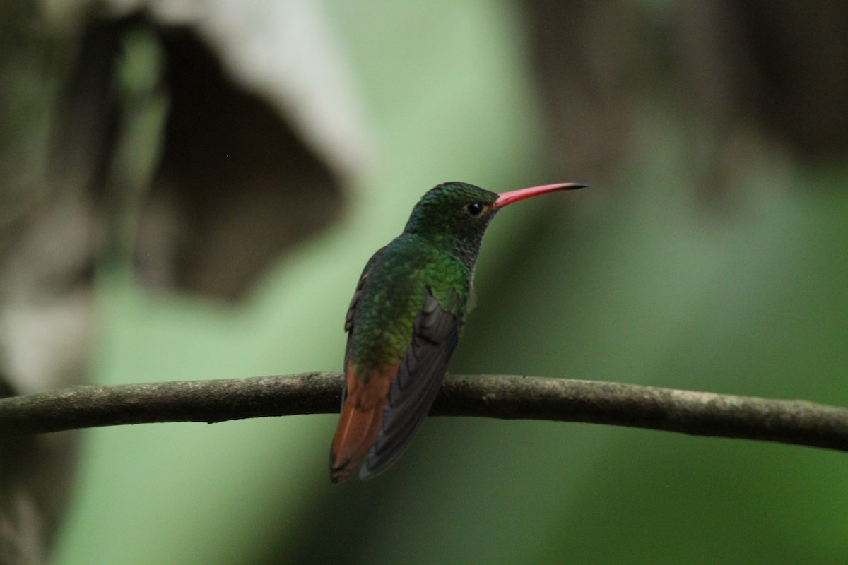 Rufous-tailed Hummingbird - ML143878701