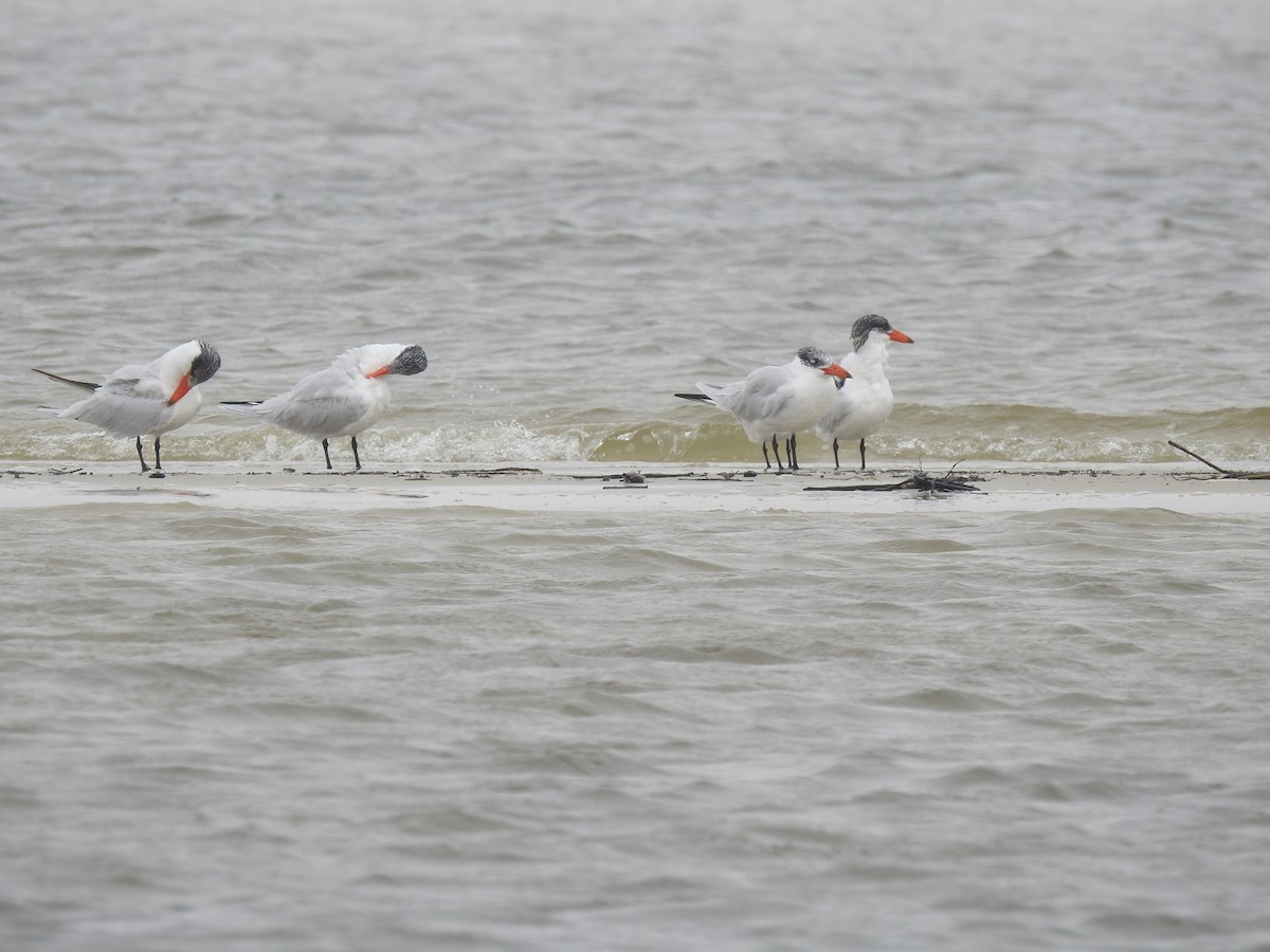 Caspian Tern - Marybeth Lima