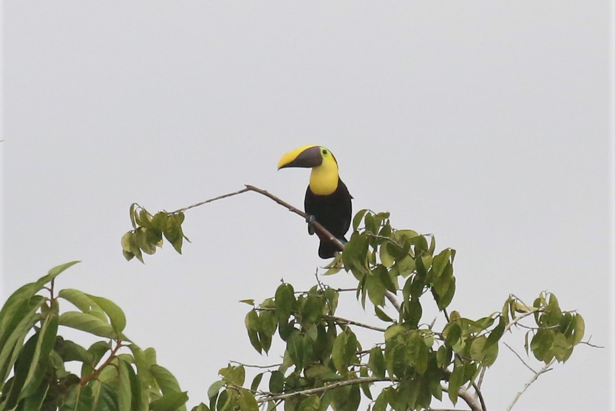 Yellow-throated Toucan - ML143879931