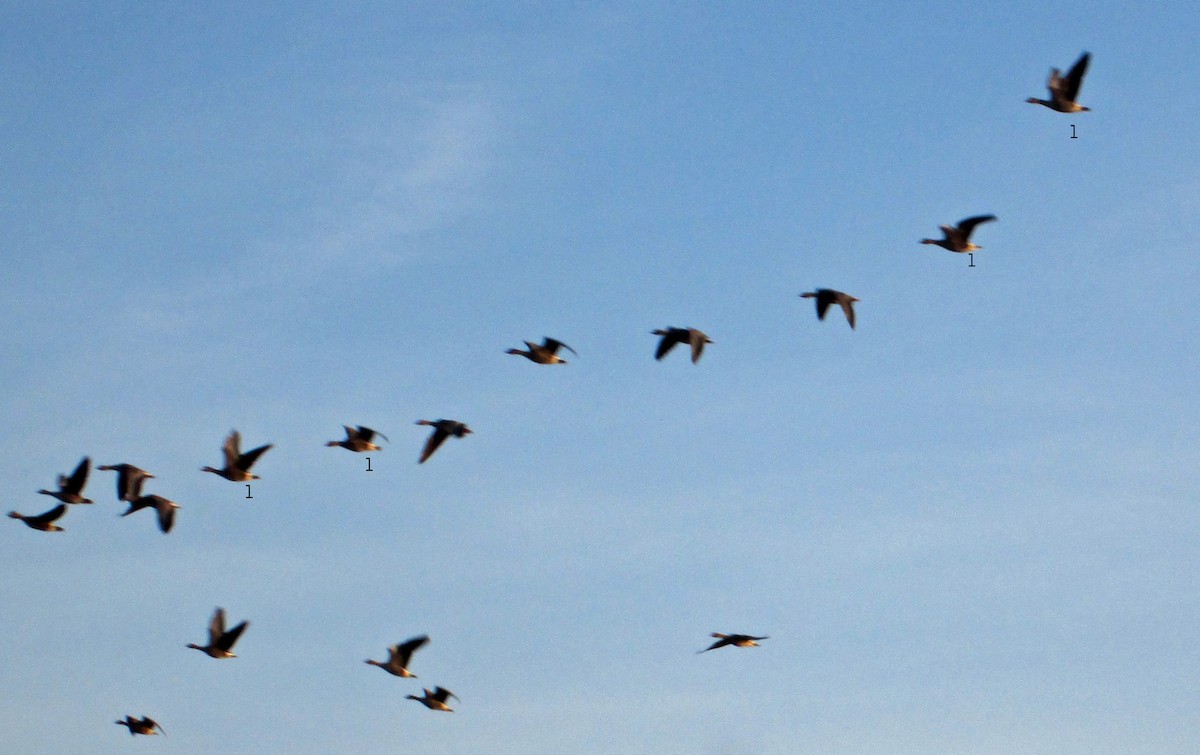 Barnacle Goose - ML143881461