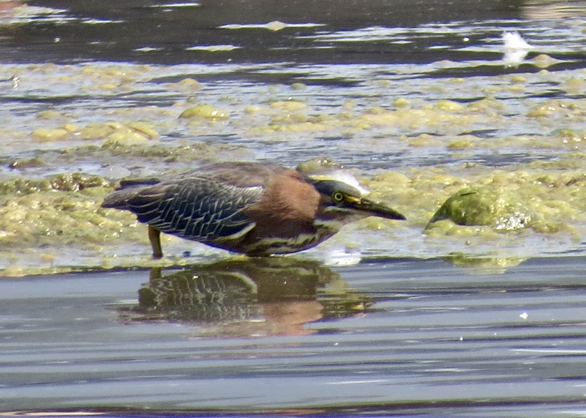 Green Heron - ML143881911