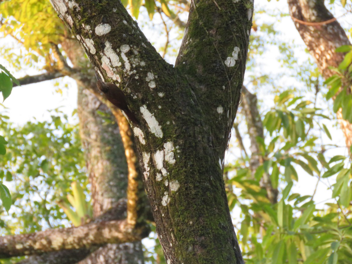 Ivory-billed Woodcreeper - ML143883501