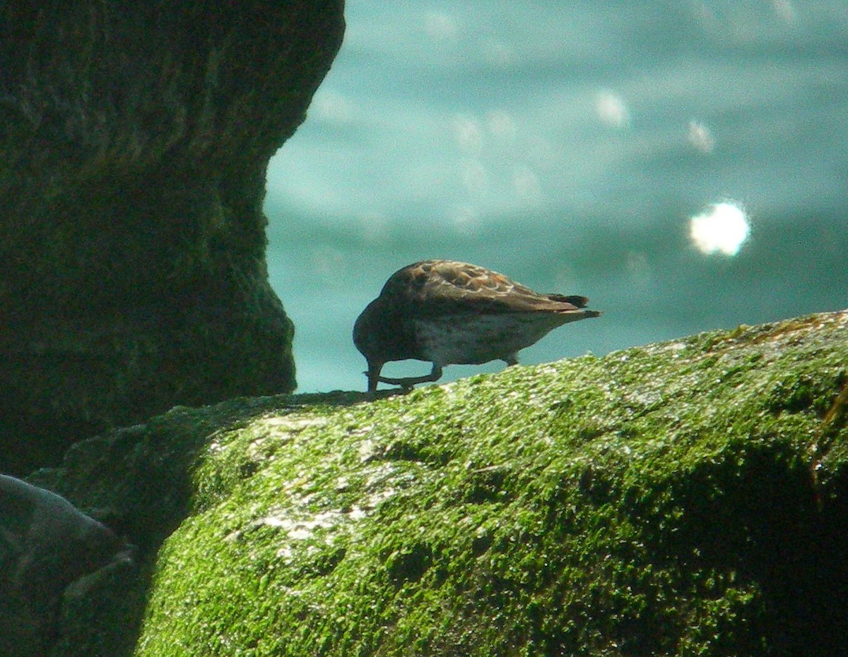 Rock Sandpiper - ML143885101