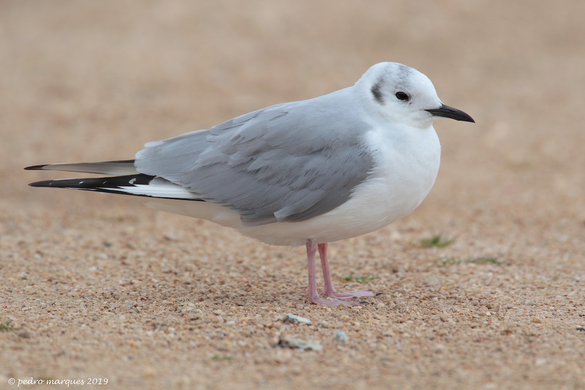 Bonaparte's Gull - Pedro Marques