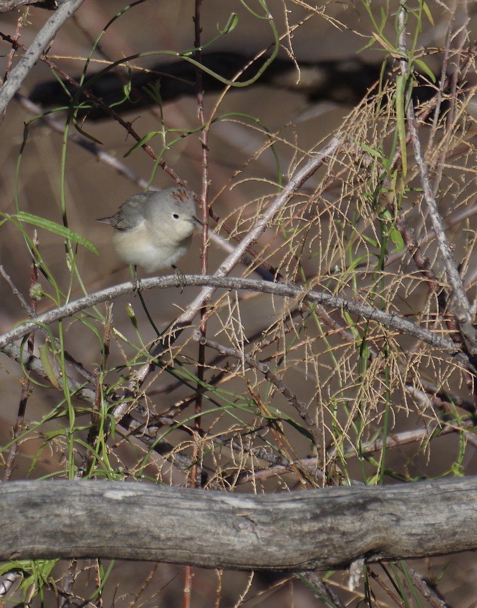 Lucy's Warbler - ML143886321