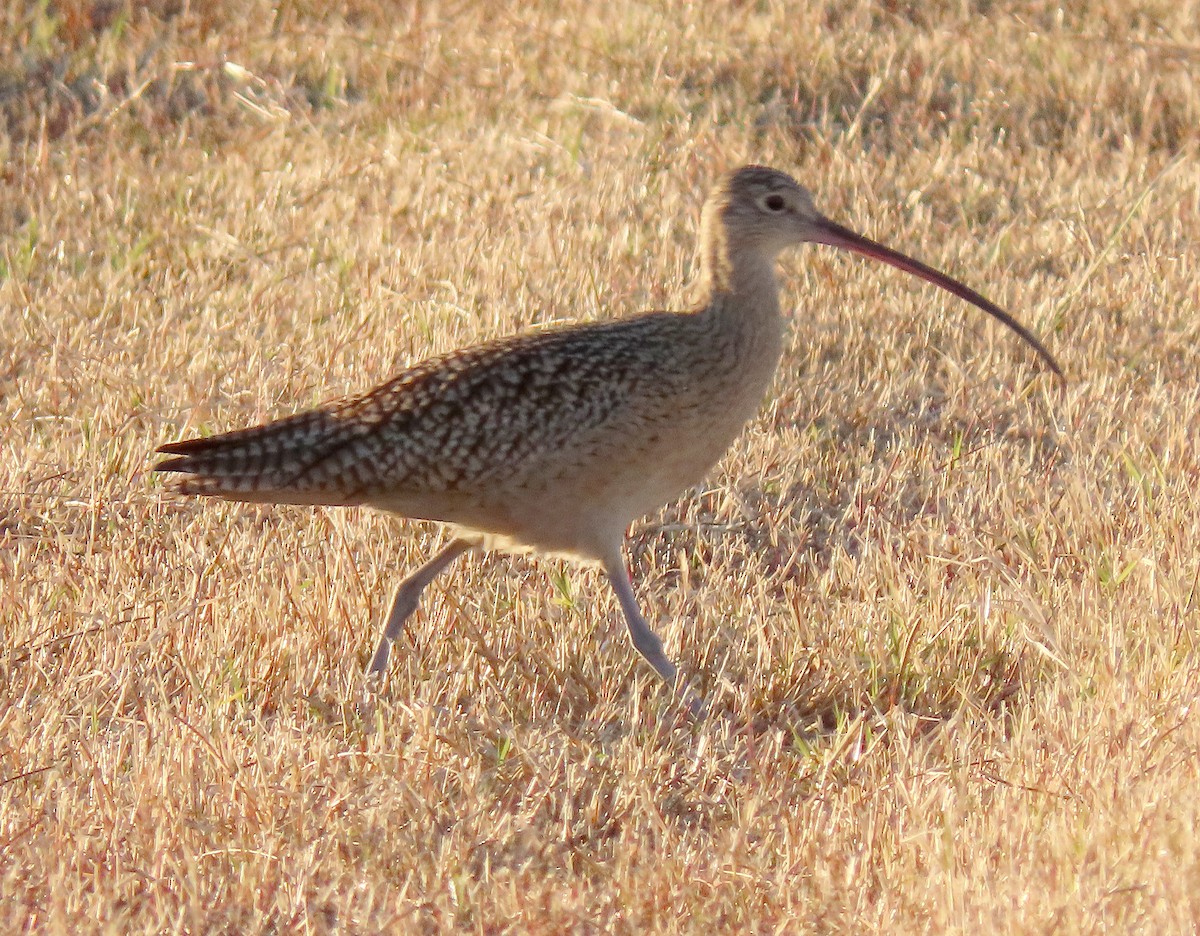 Long-billed Curlew - Ed Thomas