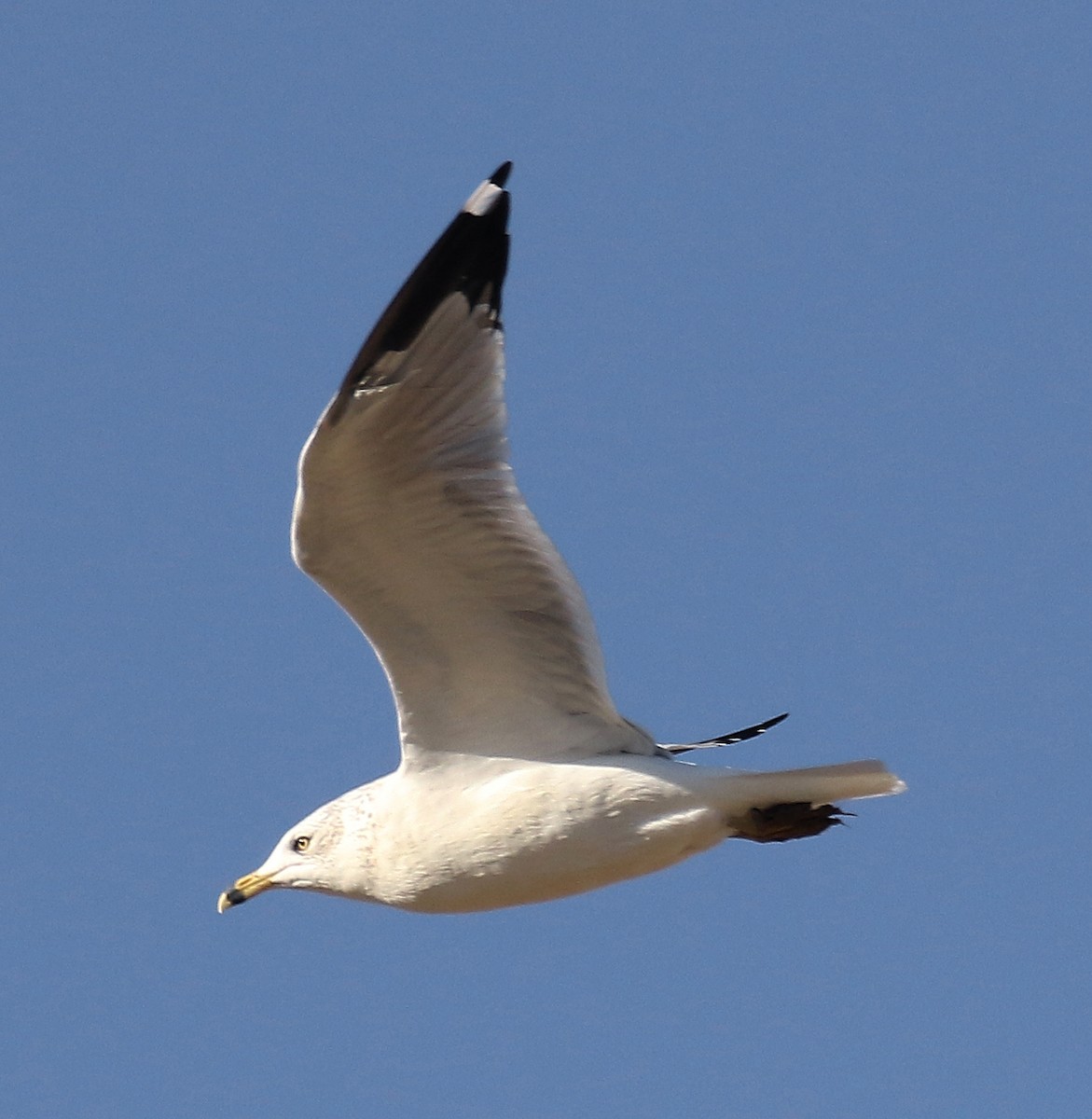 Ring-billed Gull - Ed Thomas