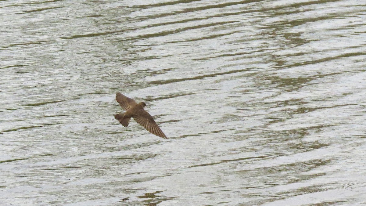 Northern Rough-winged Swallow - ML143890001