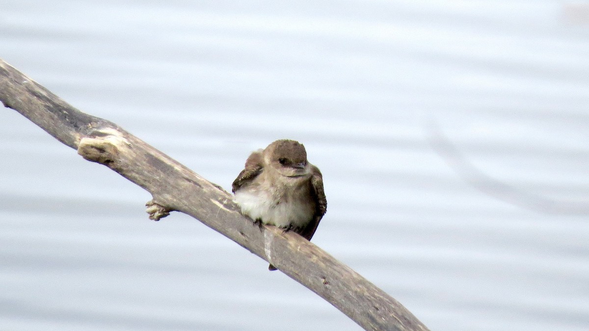 Northern Rough-winged Swallow - ML143890011