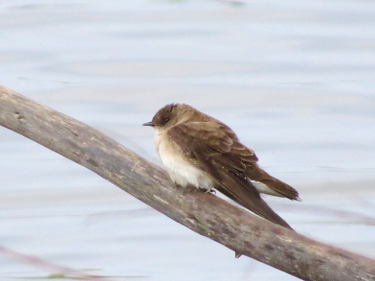 Northern Rough-winged Swallow - ML143890061