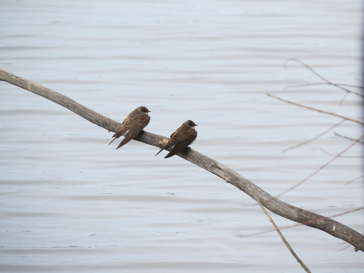 Northern Rough-winged Swallow - ML143890081